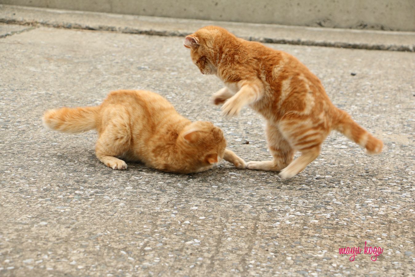 茶トラ① VS 茶トラ②_e0255060_00430932.jpg