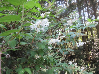 ハイノキ 灰の木 の花 日々是好日 ハイノキ 灰の木 の花 日々是好日