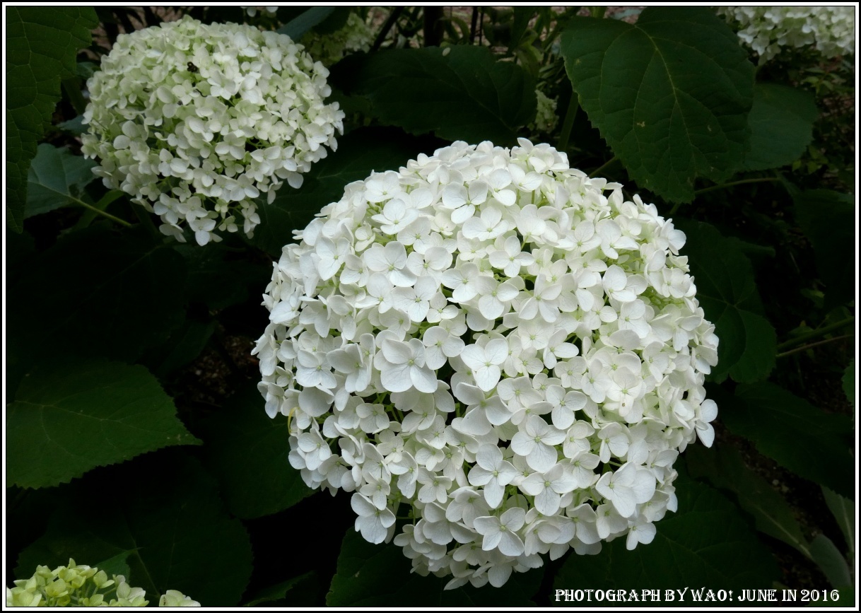 薔薇と紫陽花　季節の花_c0198669_21425789.jpg