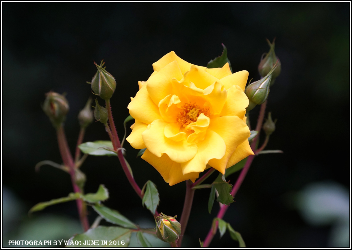 薔薇と紫陽花　季節の花_c0198669_21491708.jpg