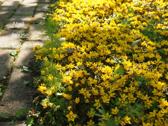a0139570_2313956.jpg