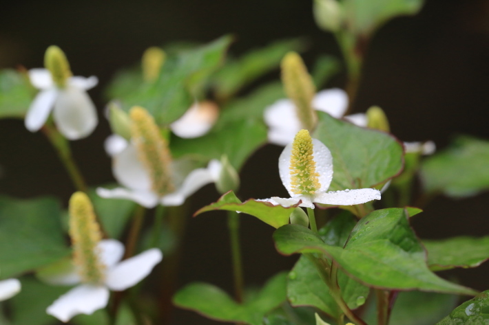 ドクダミの花_c0358784_12345388.jpg