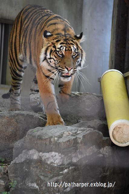 ２０１６年５月　東山動物園　その２　猛獣たち_a0052986_23201830.jpg