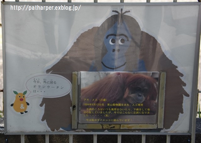 ２０１６年５月　東山動物園　その１ サクラとアヌラの水浴び_a0052986_745510.jpg