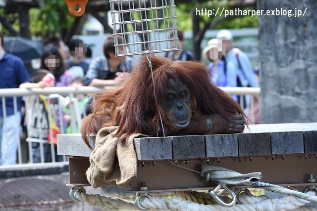 ２０１６年５月　東山動物園　その１ サクラとアヌラの水浴び_a0052986_7461863.jpg