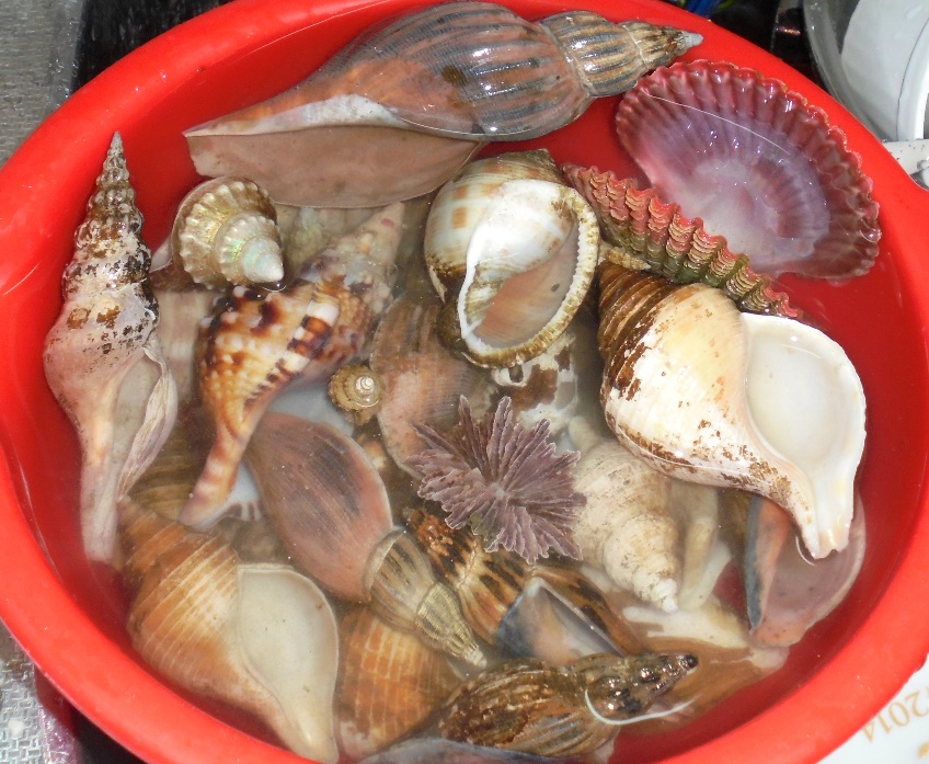 超特大)チマキボラ *クチベニイシマキ 貝殻 標本 貝殻 標本 110mm