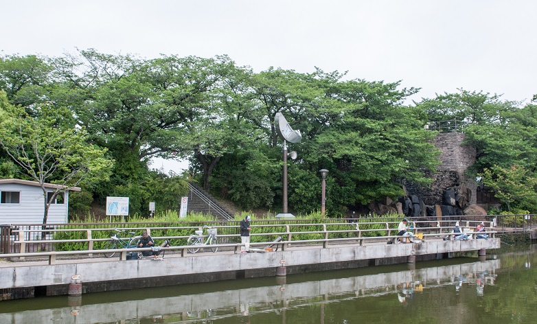  花菖蒲　水元公園_c0228194_1128149.jpg