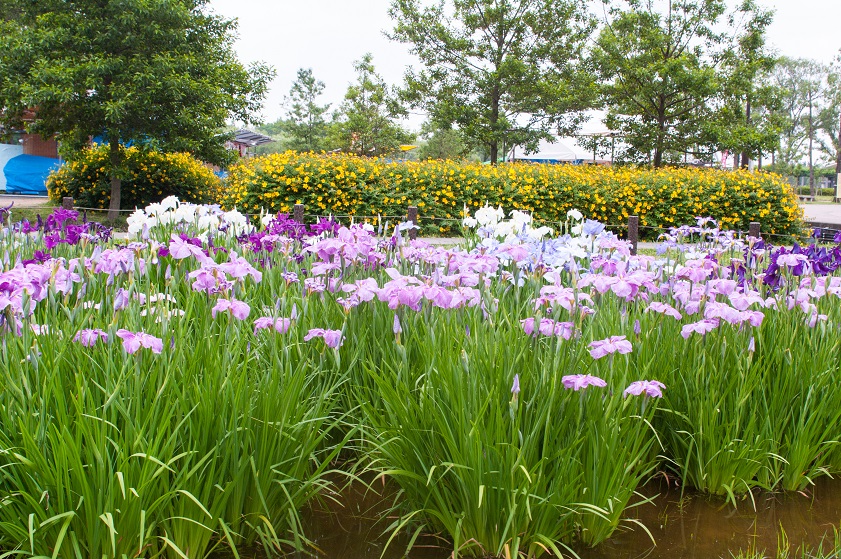  花菖蒲　水元公園_c0228194_11283821.jpg