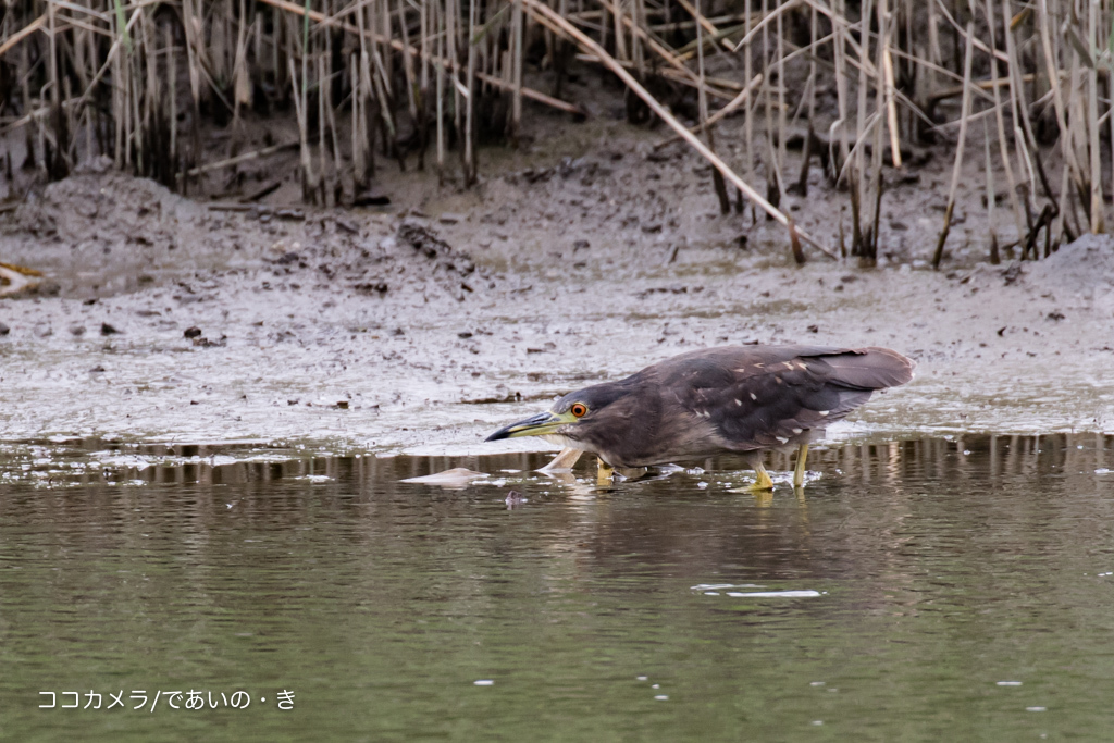 写真日記・葛西臨海公園・2016.6.6_c0336400_22121538.jpg