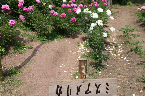 南陽市　諏訪神社　しゃくやく祭り・・・２８_c0075701_12444177.jpg