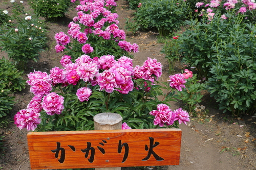 c0075701_133178.jpg