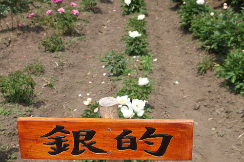c0075701_1333921.jpg