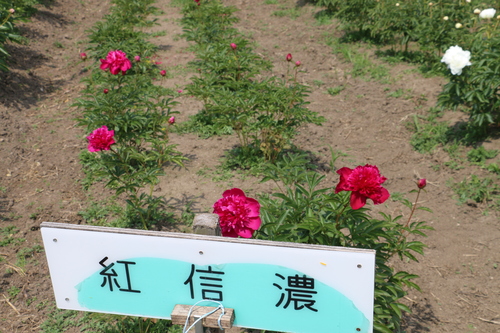 c0075701_6495030.jpg