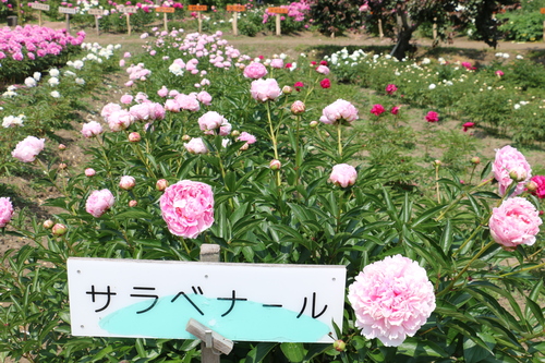 c0075701_6501342.jpg