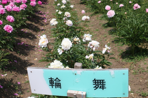 c0075701_6502575.jpg
