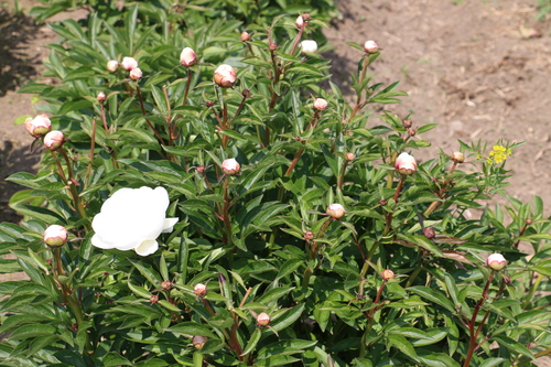 c0075701_656412.jpg