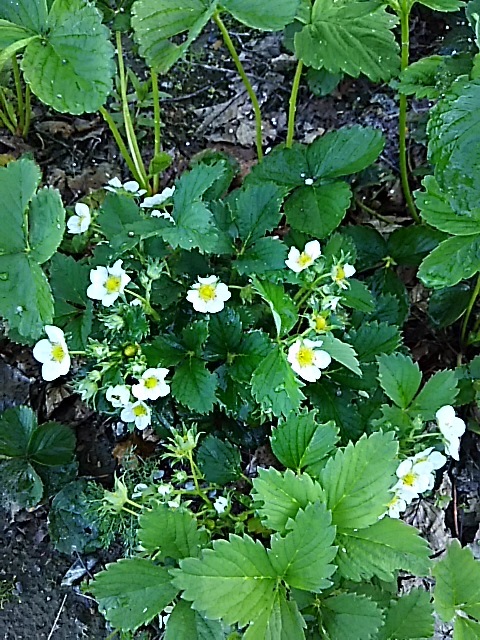 f0316507_14572949.jpg