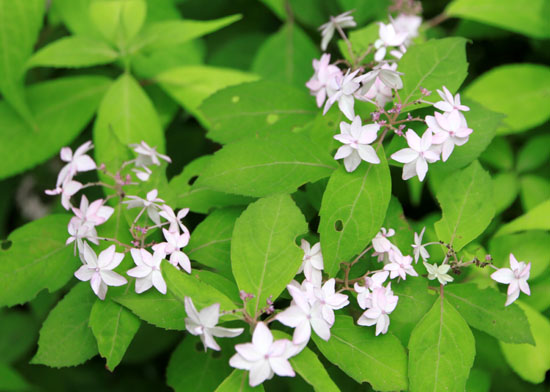 植物園は花ざかり3　山アジサイ_e0048413_22401456.jpg