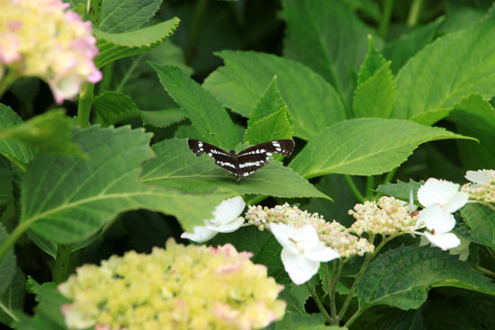 植物園は花ざかり3　山アジサイ_e0048413_22422141.jpg