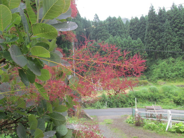 霧かすみ　モヤっとたたずむスモークツリーの詩　6月7日（火）くもり雨_f0341616_15522250.jpg