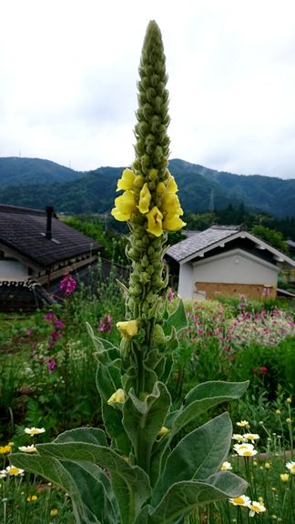 ６月の花と亀の歩みなパーゴラ作り_d0167621_2229160.jpg