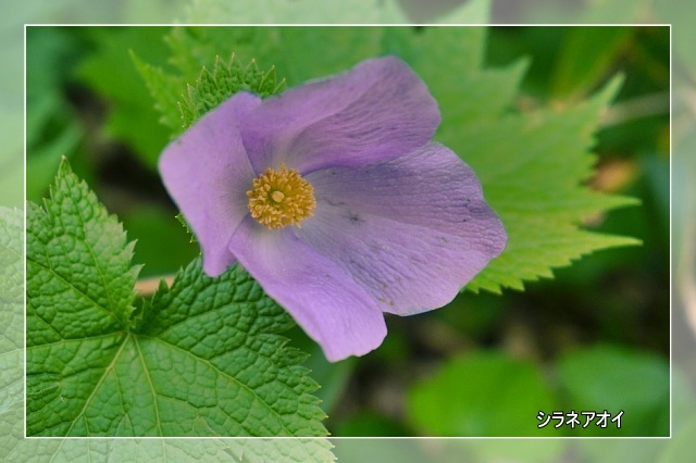 朝日連峰 日暮沢～竜門山　登山道の花_b0122448_21553738.jpg