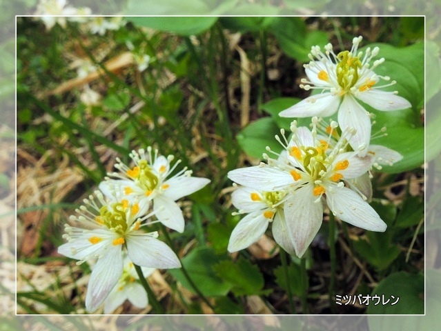 朝日連峰 日暮沢～竜門山　登山道の花_b0122448_21575110.jpg