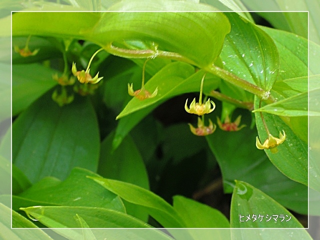 朝日連峰 日暮沢～竜門山　登山道の花_b0122448_21580074.jpg