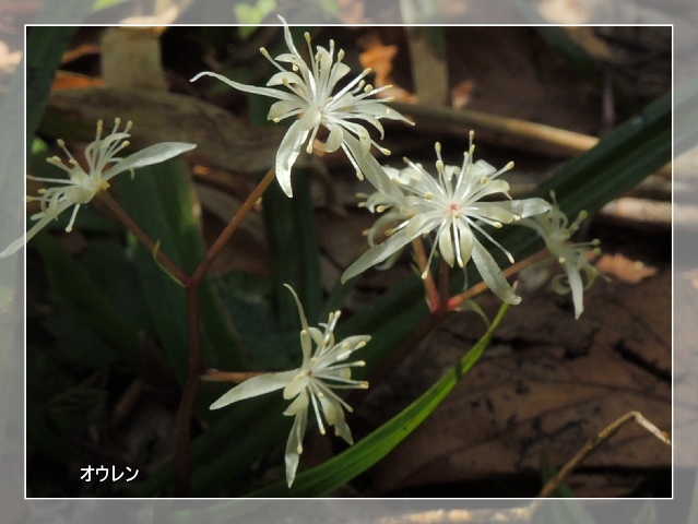 朝日連峰 日暮沢～竜門山　登山道の花_b0122448_21585624.jpg