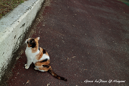 猫のいる風景　目測する三毛ちゃん_b0133053_025539.jpg