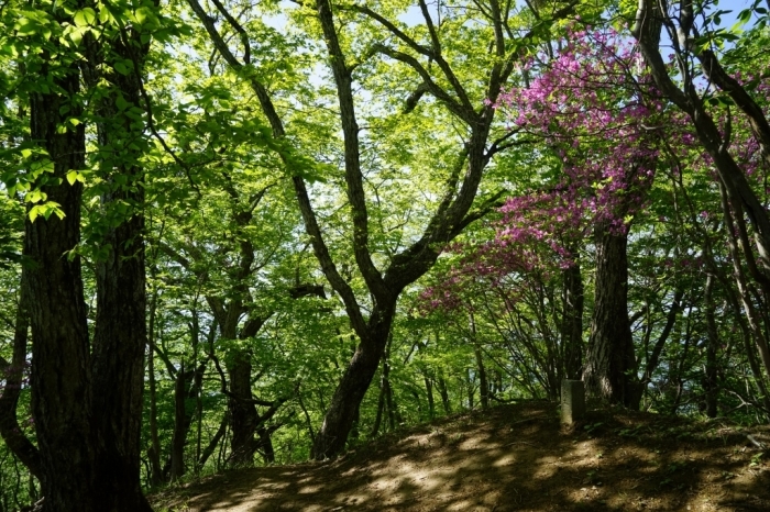 山梨百名山＠源次郎岳 2016.05.18(水)_f0344554_13423446.jpg