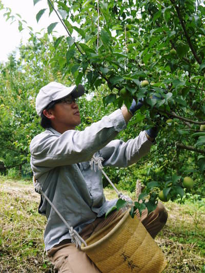 山あいの南高梅 平成27年度青梅初出荷!朝採り、手摘み、手選別で全国へ!!_a0254656_1815977.jpg