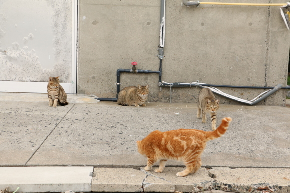 茶トラ①② VS キジ猫①②③_e0255060_00330149.jpg
