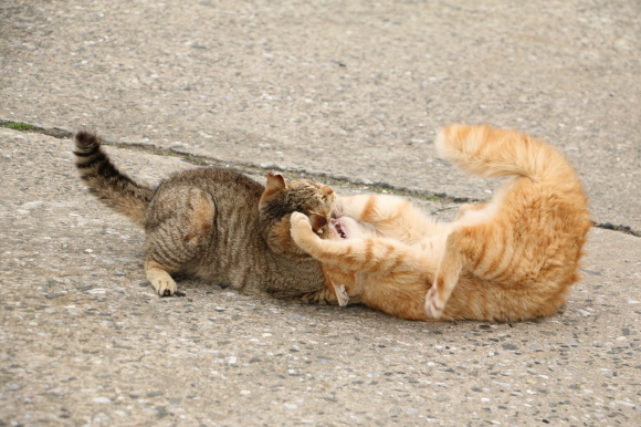茶トラ①② VS キジ猫①②③_e0255060_00394789.jpg