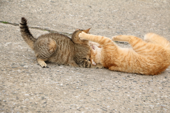 茶トラ①② VS キジ猫①②③_e0255060_00403443.jpg