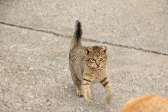 茶トラ①② VS キジ猫①②③_e0255060_00421423.jpg