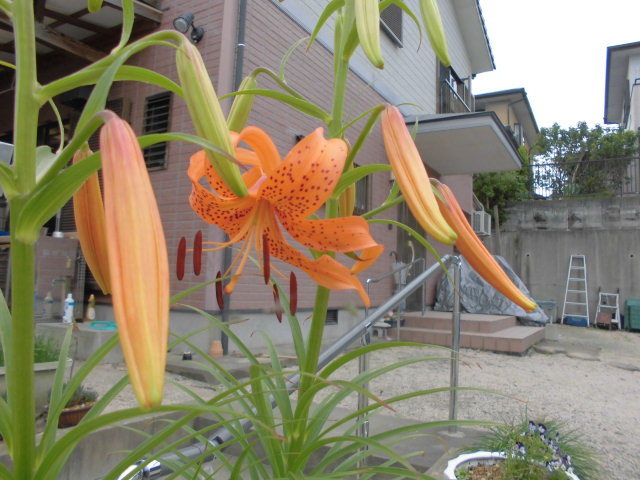 【 名護蘭 】立派‼️黄花素心　花芽付き 名護蘭 】黄花素心 花芽2本付き - メルカリ