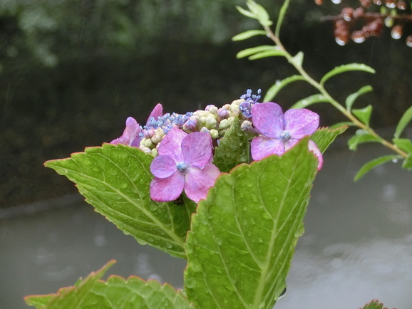 梅雨　紫陽花　へなちょこ花瓶_b0244372_13522648.jpg