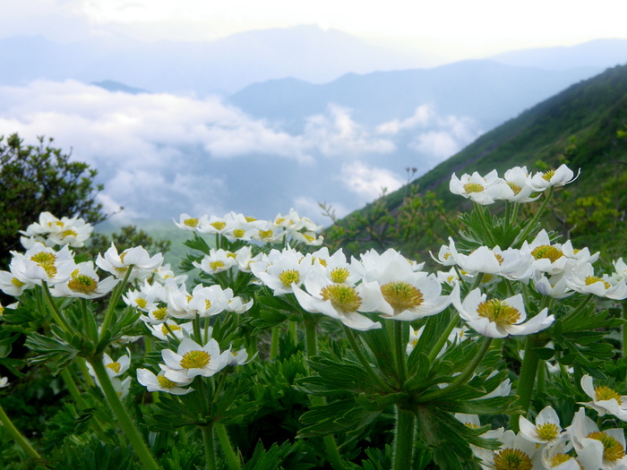 花の南蔵王へ駆け足山行 ～ ２０１６年６月５日_f0170180_23351835.jpg