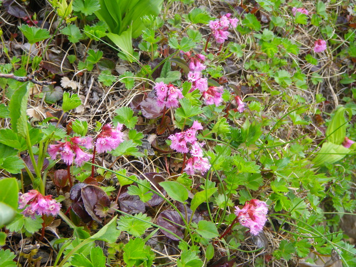 花の南蔵王へ駆け足山行 ～ ２０１６年６月５日_f0170180_23371810.jpg