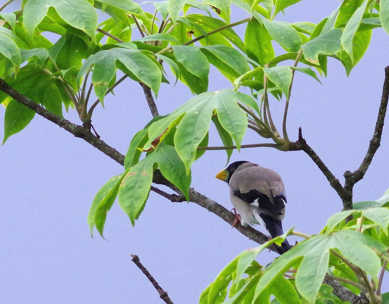 2016年　6月　野鳥_c0176183_19443137.jpg