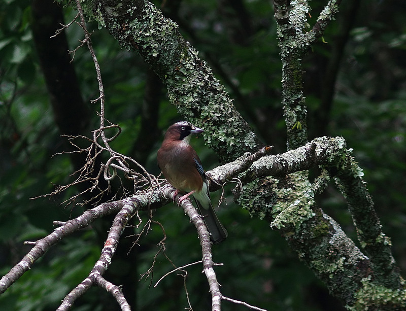 2016年　6月　野鳥_c0176183_19461380.jpg