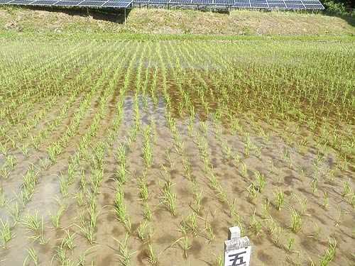 6月1日の田んぼ(月光原小・西根小) _d0247484_15561034.jpg