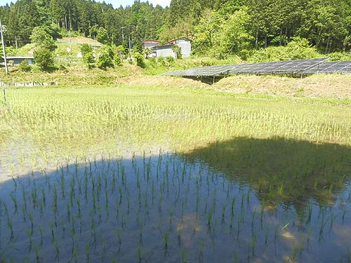 6月1日の田んぼ(月光原小・西根小) _d0247484_1635923.jpg