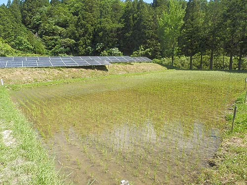 6月1日の田んぼ(月光原小・西根小) _d0247484_163683.jpg
