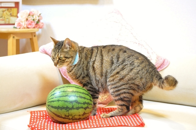 小玉銀ちゃん_a0126590_22294722.jpg
