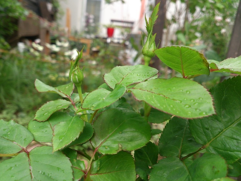 d0350392_16125294.jpeg