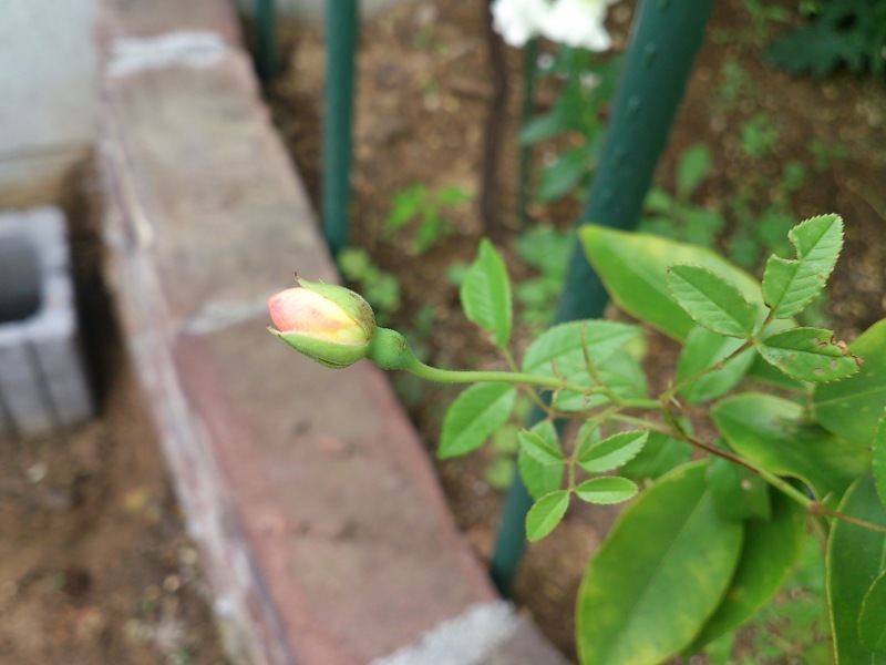 d0350392_16130030.jpeg