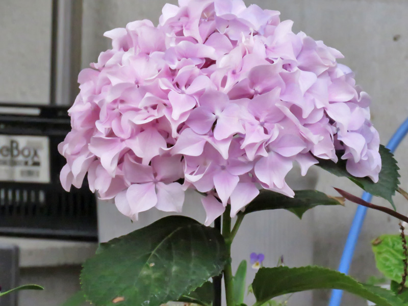 雨あめ、いやだー (^_^;)_c0049299_23103579.jpg