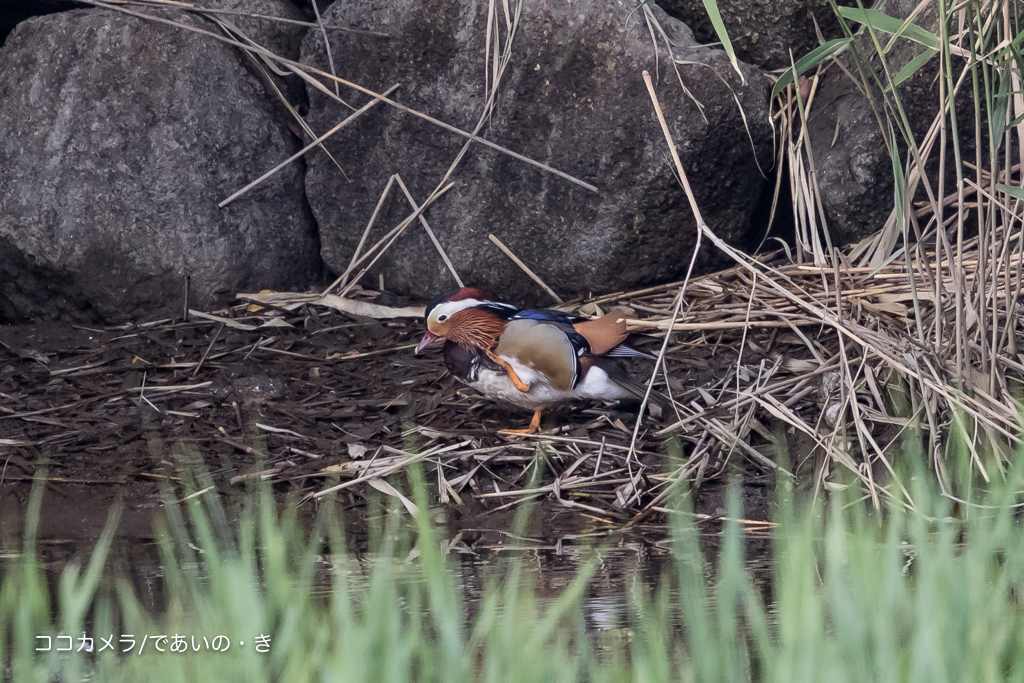 写真日記・葛西臨海公園・2016.6.6_c0336400_15304113.jpg